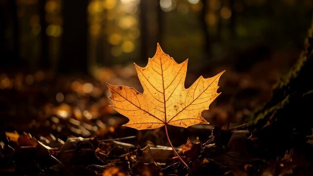 Single golden maple leaf resting on forest floor among fallen leaves during autumn season in golden sunlight, natural beauty of fall