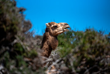2024 03 20 Essaouira Camel 35