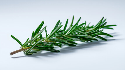 Fototapeta premium Fresh Sprig of Rosemary on White Background herb cooking 1