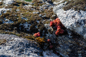 Closeup of hardy red stonecrop plant thriving between mossy rocks in natural sunlight. Vibrant wild...
