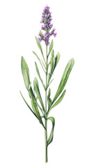 PNG Loose purple cluster with thin green stem illustration botanical lavender.