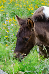 Close up of a young foal peacefully eating fresh grass in a blooming meadow. Rural countryside...