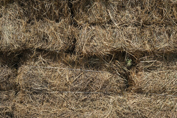 Rectangular hay bales stacked on top of each other close-up. Agriculture, harvest, nature, village, texture, background, golden color, hay, straw, livestock feed