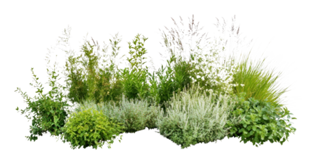 PNG Group of different bushes plants green vegetation.