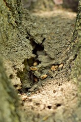 Inside an anthill built on a tree