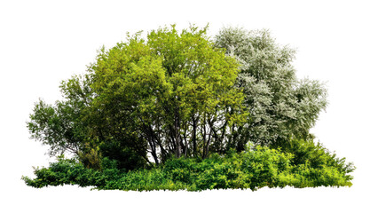 Obraz premium PNG Group of different trees background outdoors nature.