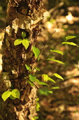 Wild fern on thr forest floor