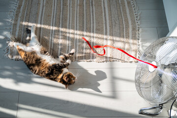 Summer heat and pet at home. Playful cat lying on the floor, escapes from heat with help of...