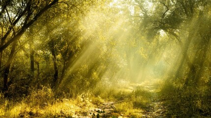 Sunlit forest path with golden rays filtering through dense foliage, dappled light on lush greenery, fallen leaves, and a natural canopy of tall trees.