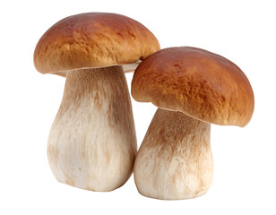 Two fresh porcini mushrooms with brown caps and creamy white stems on a white background.