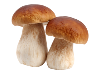 Two fresh porcini mushrooms with brown caps and creamy white stems on a white background.
