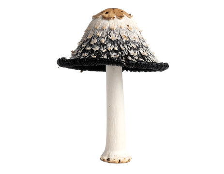 A distinctive Shaggy Mane mushroom with its characteristic white and black scaly cap and dark gills.