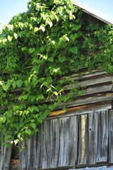 Vines on old tobacco barn