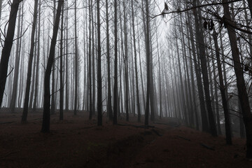 bosque de pinos cubierto con niebla