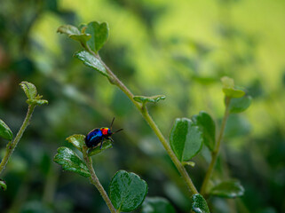 lady blue bug on green leaf