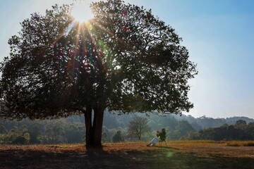 person relaxing under a large tree in a dry field, with morning sunlight