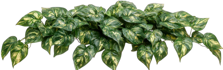 Variegated pothos plant with glossy green leaves