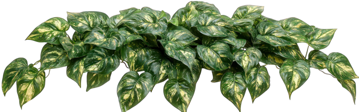 Variegated pothos plant with glossy green leaves