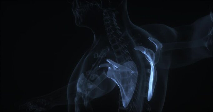 Shoulder blades bone in human body. X Ray. Loop