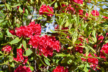 Rhododendron, a genus of flowering plants in the Ericaceae family. Small shrubs to large trees, colors, red, pink, white, purple, yellow. Popular garden plants, beautiful flowers, evergreen foliage. 