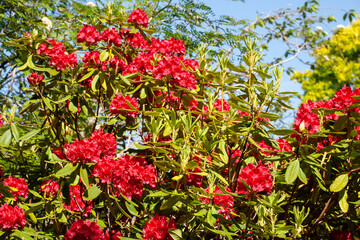 Rhododendron, a genus of flowering plants in the Ericaceae family. Small shrubs to large trees, colors, red, pink, white, purple, yellow. Popular garden plants, beautiful flowers, evergreen foliage. 