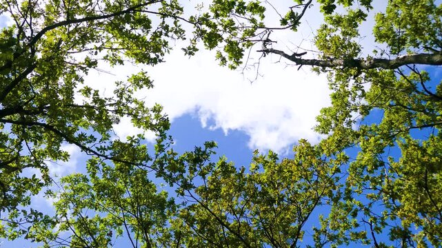 forest along the rivers of eastern Europe. European oak (Quercus robur). View of the blue sky with white clouds through the canopy of trees