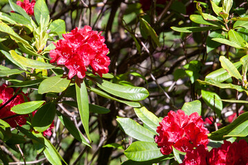 Rhododendron, a genus of flowering plants in the Ericaceae family. Small shrubs to large trees,...