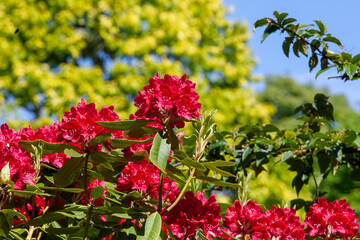 Rhododendron, a genus of flowering plants in the Ericaceae family. Small shrubs to large trees,...