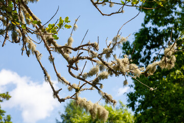 Usnea on a branch on background a blue sky with white clouds, commonly known as bearded lichen or old man's beard, is a genus of lichen found in the UK, particularly in areas with clean air. 