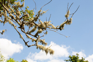 Usnea on a branch on background a blue sky with white clouds, commonly known as bearded lichen or...