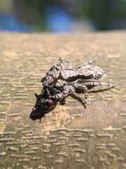 This is a close-up photo of a jumping spider (Salticidae family) on a wooden surface, capturing and feeding on a black flying insect, possibly a fly. The background is blurred, highlighting the sharp 