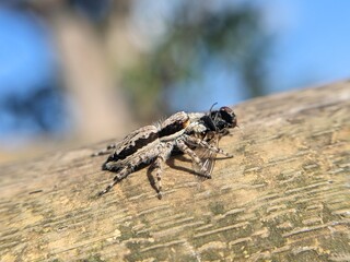 This is a close-up photo of a jumping spider (Salticidae family) on a wooden surface, capturing and feeding on a black flying insect, possibly a fly. The background is blurred, highlighting the sharp 