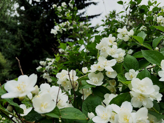 Close-up of white jasmine flowers in full bloom