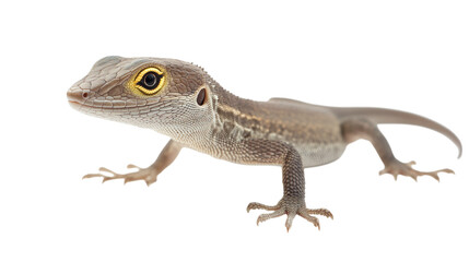Naklejka premium Isolated close-up of a small brown and green leopard gecko reptile on a white background