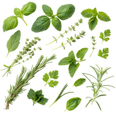 3. Produce a professional-grade image set featuring a variety of fresh summer herbs in PNG format, each meticulously isolated with a transparent background and arranged in a flat lay composition.