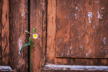 Tiny white wildflower blooming in front of aged wooden door with peeling paint, symbol of resilience
