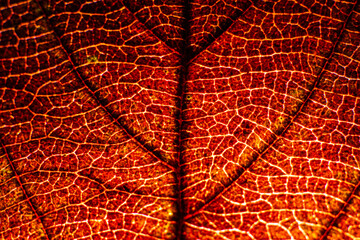 Autumn Leaf Details