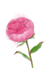 Watercolor hand drawn pink peony flower blooming