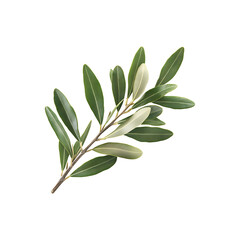 Obraz premium Fresh Olive Branch Element with Vibrant Green Leaves isolated on a transparent background, png