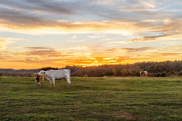 Sunset on the Farm