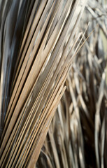 Real taken organic photo natural palm leaf botanical brown beige grey textured abstract background
