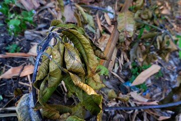 Dry leaves scattered over moist dark soil, depicting the natural cycle of plant life and decay. A...