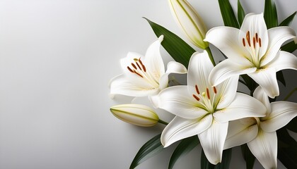Fototapeta premium beautiful white lilies on light background closeup