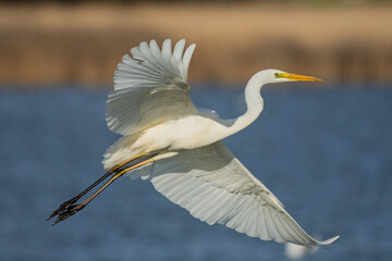 GREAT EGRET IN FLIGHT