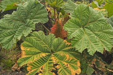 rainforest plants in Costa Rica