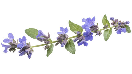Blue catmint flower stalk with green stem, Transparent background, PNG file