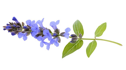 Blue catmint flower stalk with green stem, Transparent background, PNG file