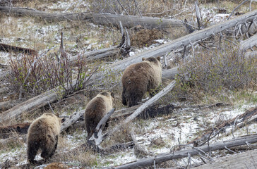 Grizzly Bear Sow and Cubs in Snow in Yellowstone National Park Wyoming in Springtime