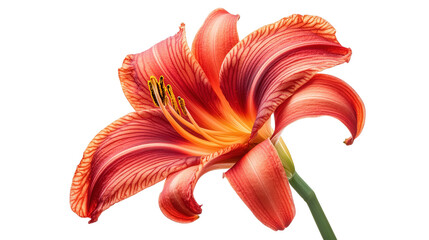 Bright red daylily with curved petals, Transparent background, PNG file