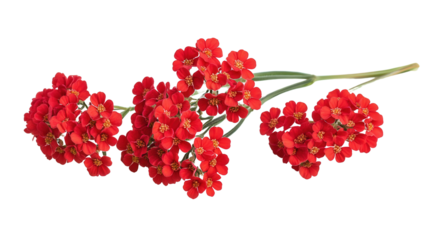 Bright red yarrow cluster with green stem, Transparent background, PNG file